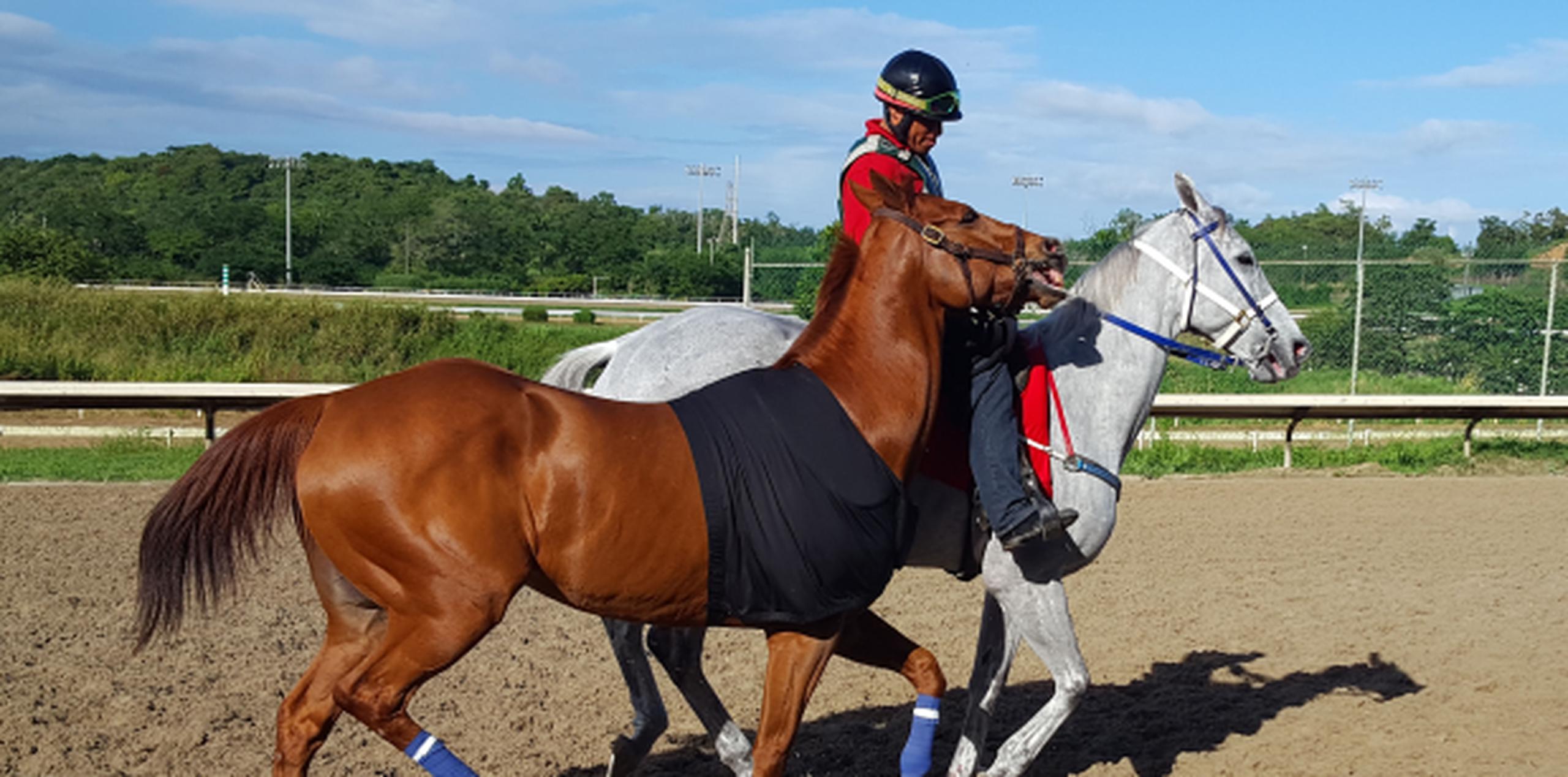 Don Carlos R. galopa junto a un pony en la pista del hipódromo Camarero como parte de su recuperación para una posible participación en la Copa Confraternidad. (Suministrada)