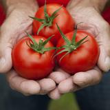 Los beneficios de comer tomate