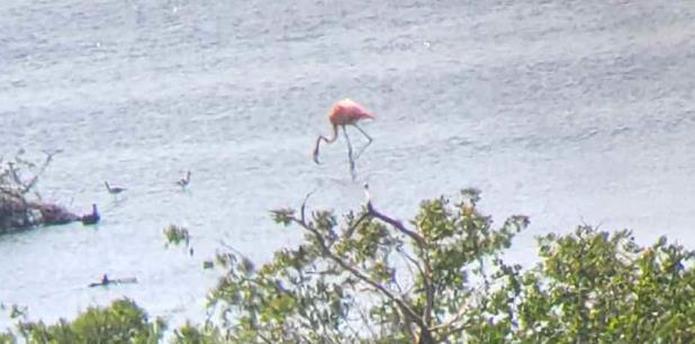 Pinky está acompañado con otras aves en el Caño Tiburones, en Arecibo. (Facebook)