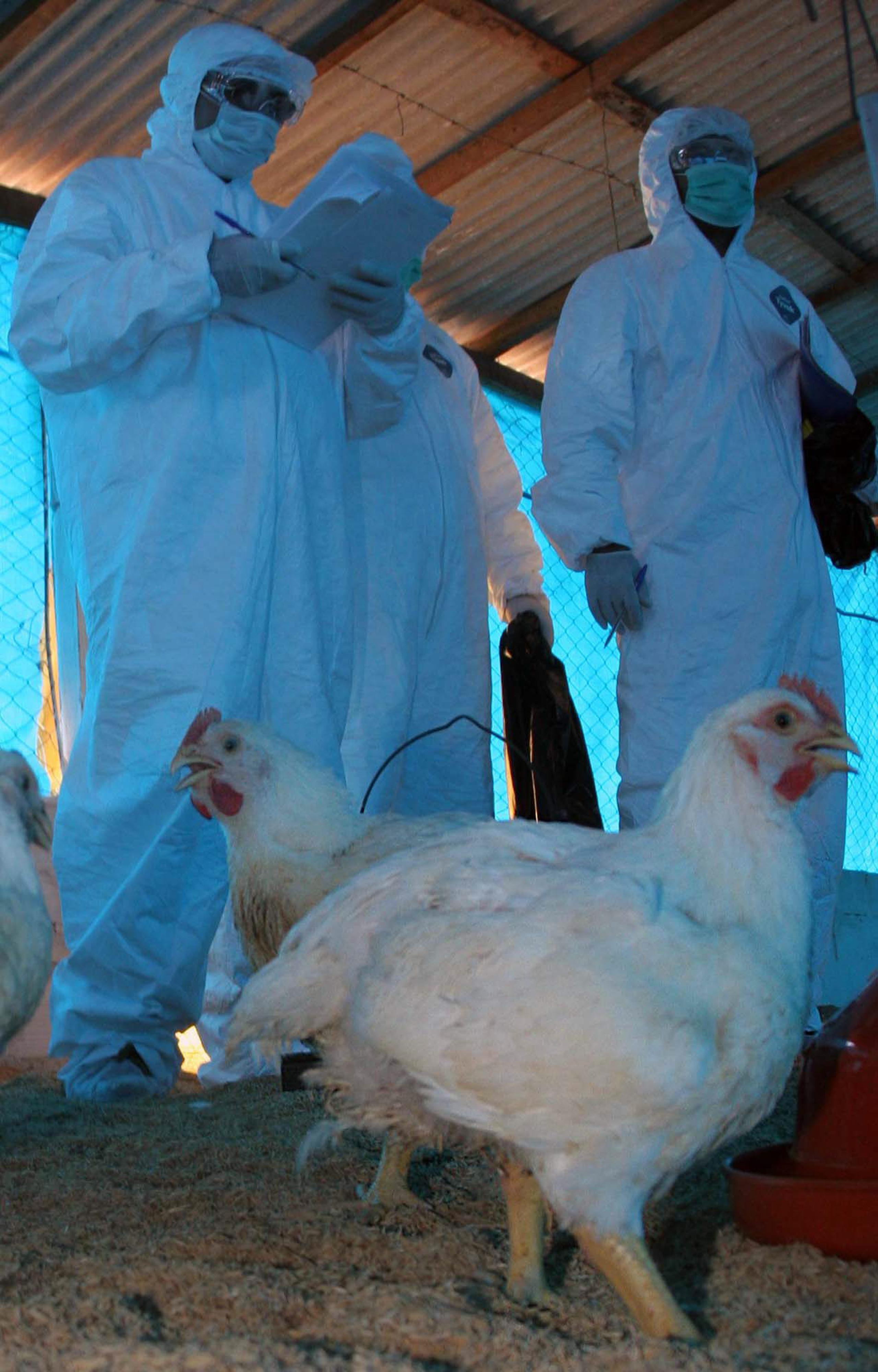 Pese a que se trata de una enfermedad de animales, es posible que se transmita la gripe aviar a humanos a través del contacto con aves enfermas. (EFE/Andrés Cristaldo)