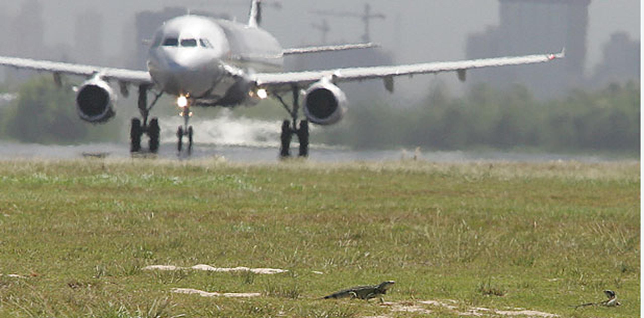 Las iguanas han causado serios problemas en el aeropuerto Luis Muñoz Marín.(Archivo)