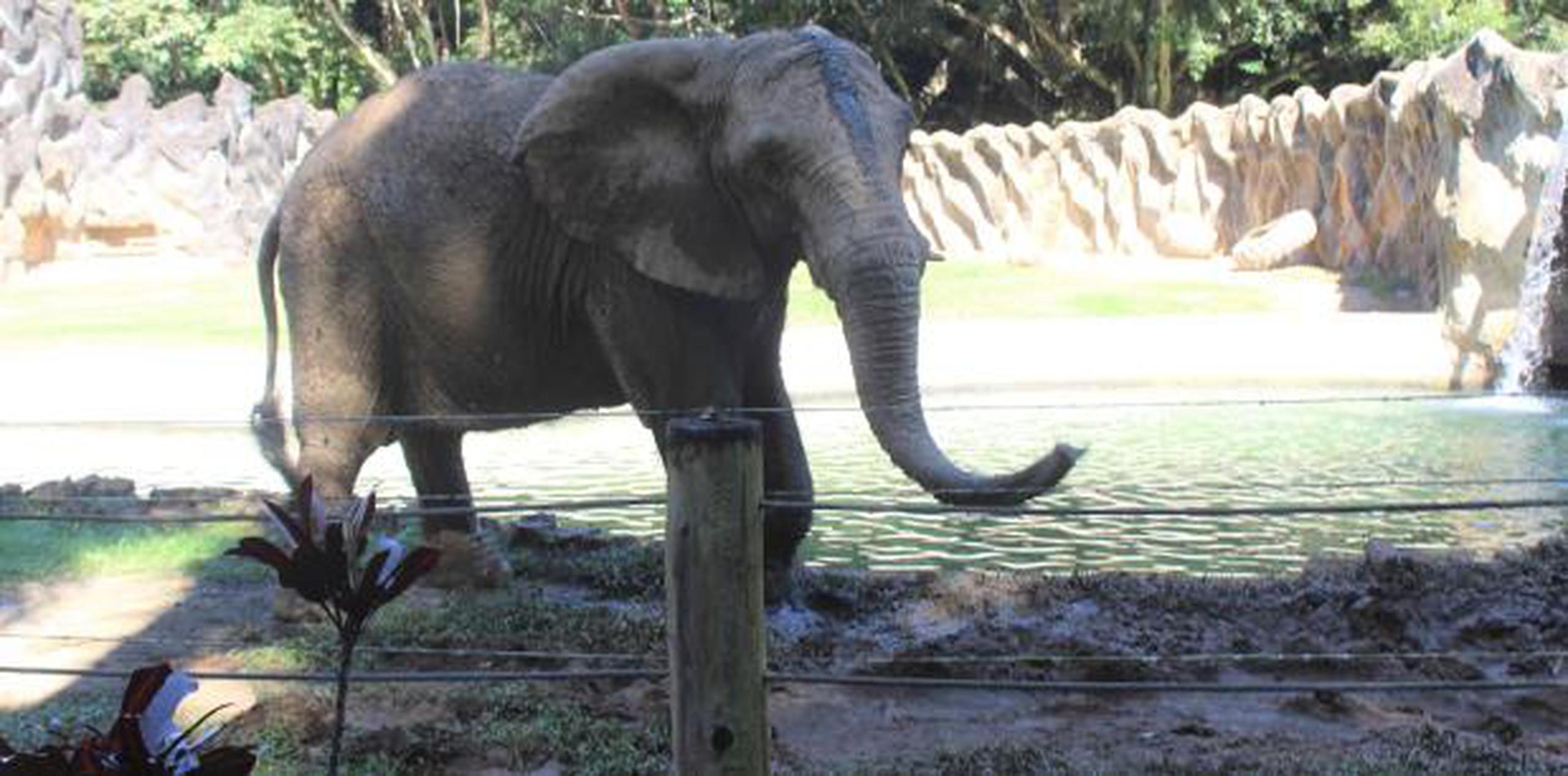 Según la comisionada residente en Washington, D.C., Jenniffer González, la investigación a nivel federal denota que el el zoológico no tiene las licencias del Departamento de Agricultura de los Estados Unidos en términos de manejo de animales. (Archivo)
