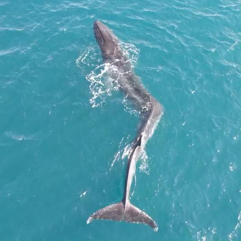 Increíbles imágenes de ballena con escoliosis