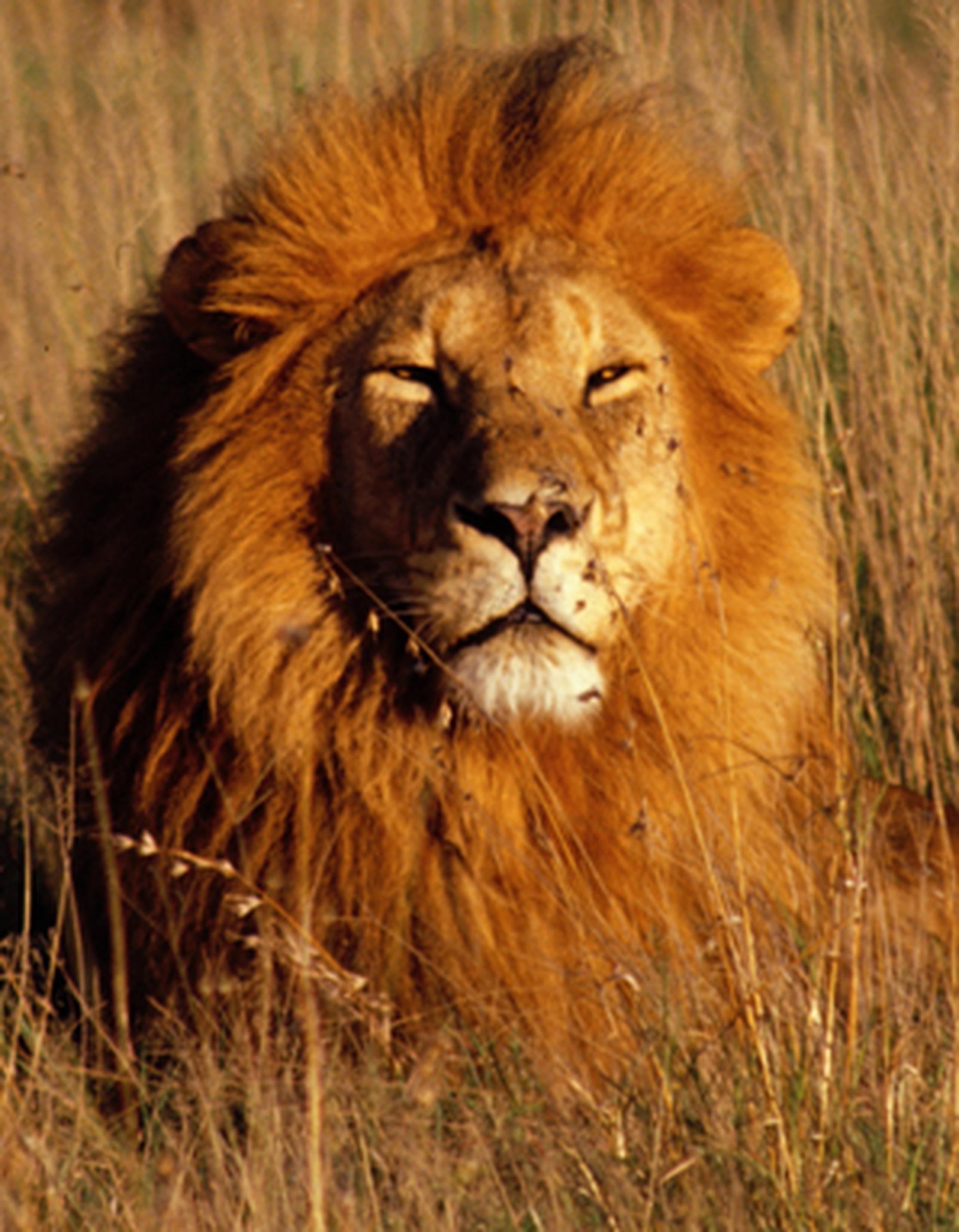 El león macho de tres años aparentemente salió el viernes del Parque Nacional Karoo a través de un agujero debajo de la cerca que se formó a causa de las fuertes lluvias.  (Archivo)