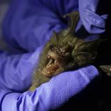 Científicos de Tailandia rastrean origen del coronavirus en murciélagos