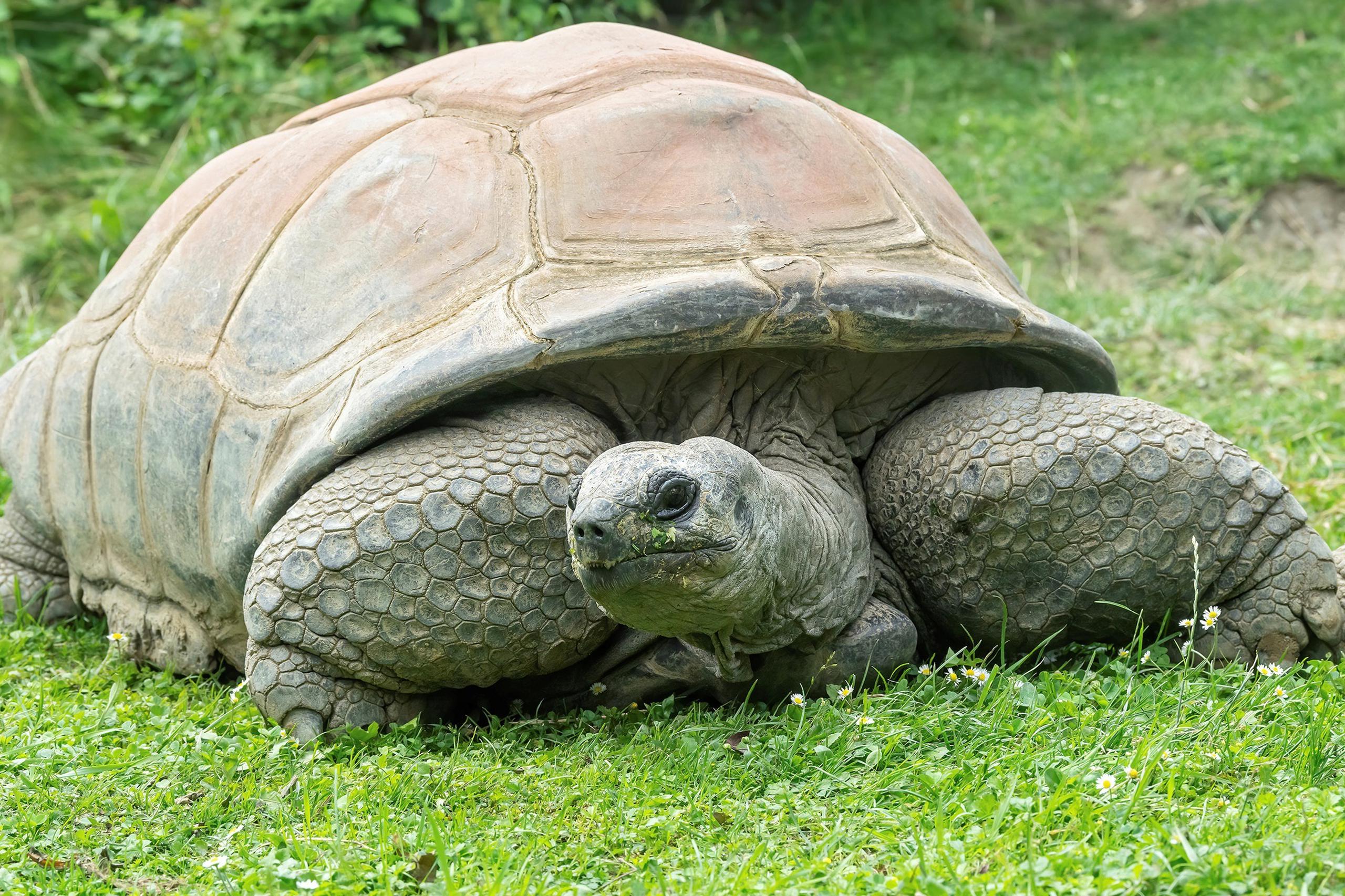 La tortuga gigante de Seychelles Schurli en su terrario del Zoológico de Schönbrunn (Viena). Dicho zoológico, abierto desde 1752, anunció este martes el fallecimiento de su habitante más longevo, una tortuga gigante de Seychelles llamada Schurli, que vivía en este parque desde el año 1953.