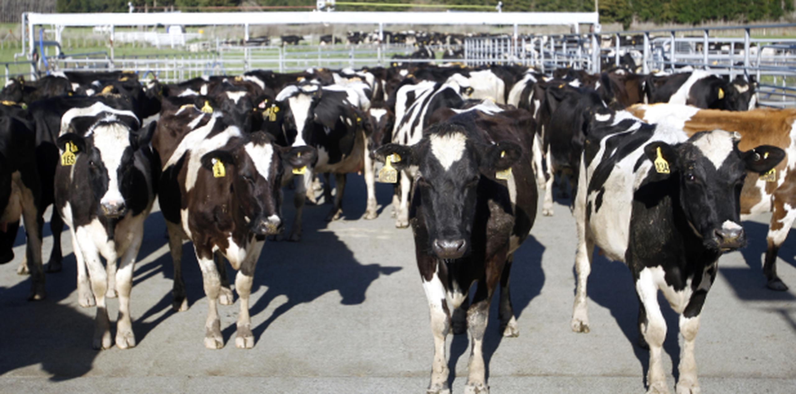 Nueva Zelanda cuenta con 10 millones de vacas, más del doble que personas. (AP/Nick Perry)