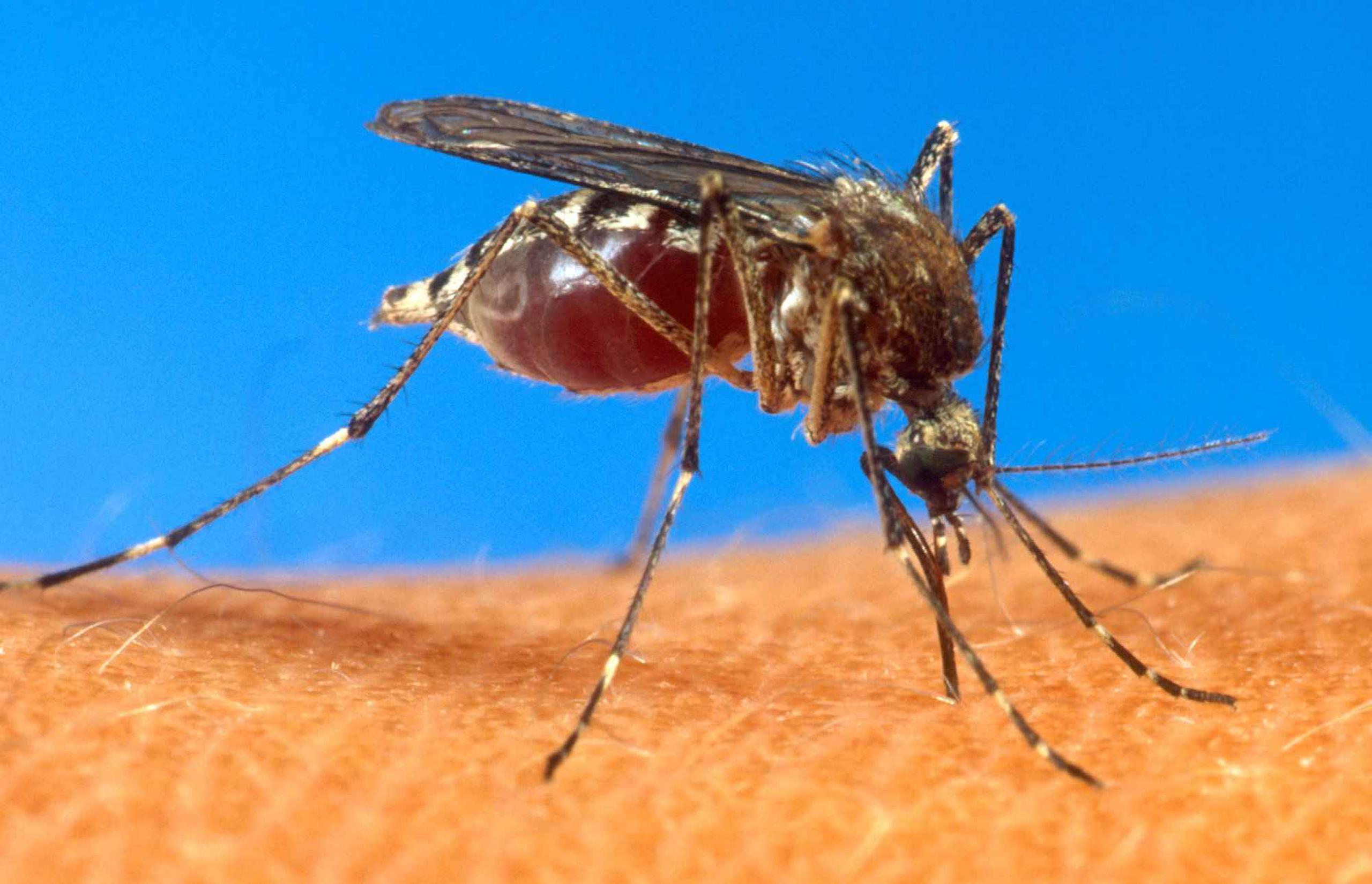 El chikungunya es un virus que se transmite a través de la picada del mosquito aedes aegypti. (GFR MEDIA)
