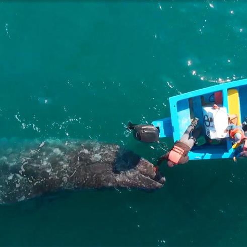 Impresionante encuentro entre ballenas y humanos