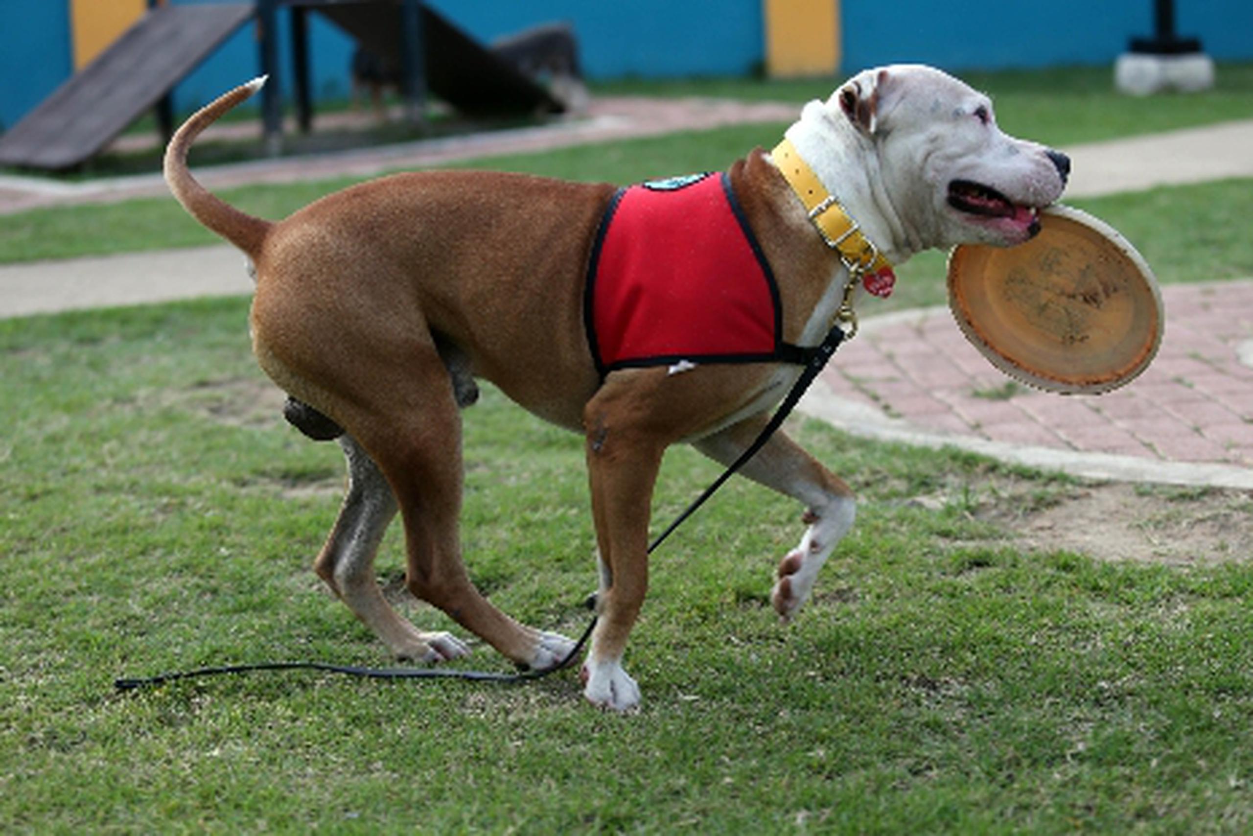 Pepe es un pit bull entrenado para rehabilitación, y participa de muchas actividades con niños con cáncer, quienes se llenan de alegría cuando interactúan con el can.&nbsp;<font color="yellow">(wandaliz.vega@gfrmedia.com)</font>