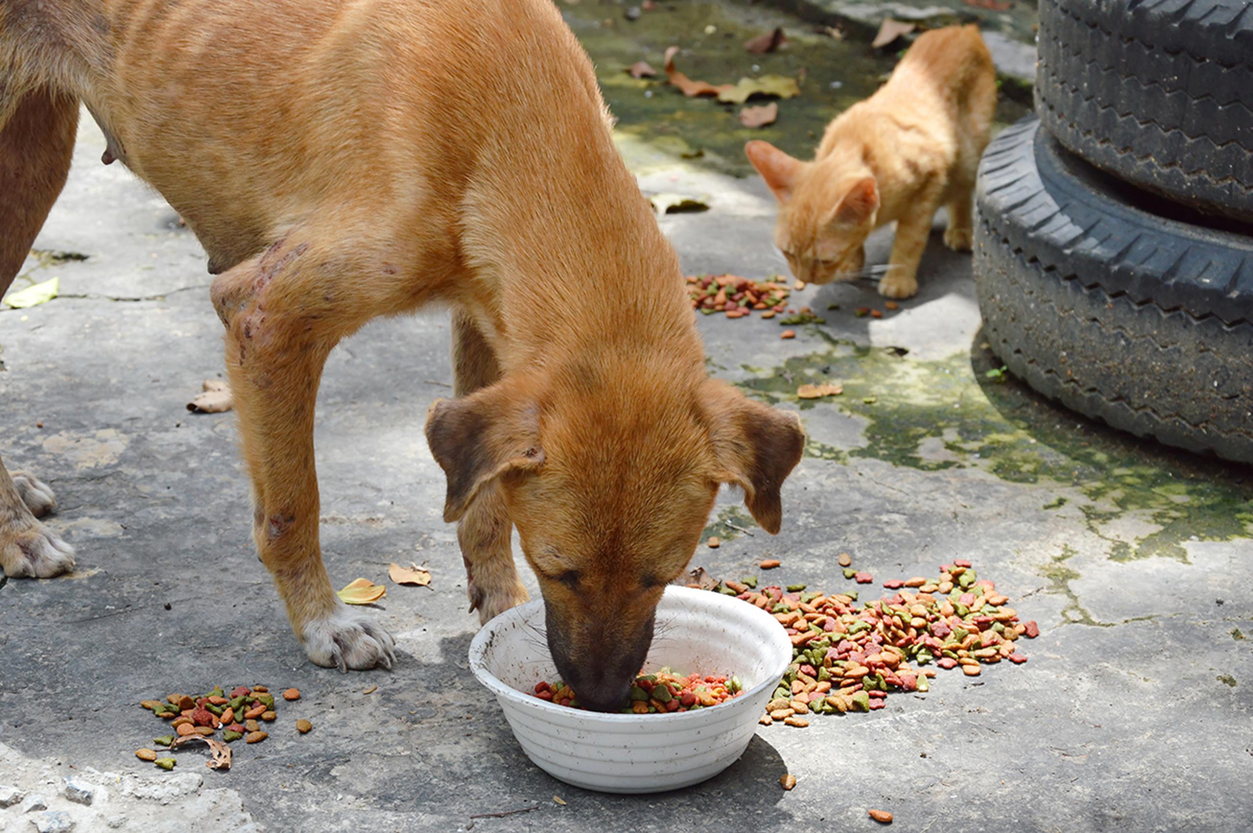 Se estima que en Puerto Rico hay 250,000 perros y gatos abandonados.