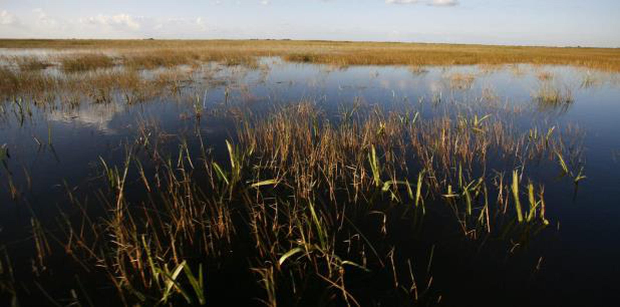 Los Everglades son un gigantesco humedal declarado reserva natural y no se permite perforar en busca de petróleo desde 1967. (AP / Brynn Anderson)
