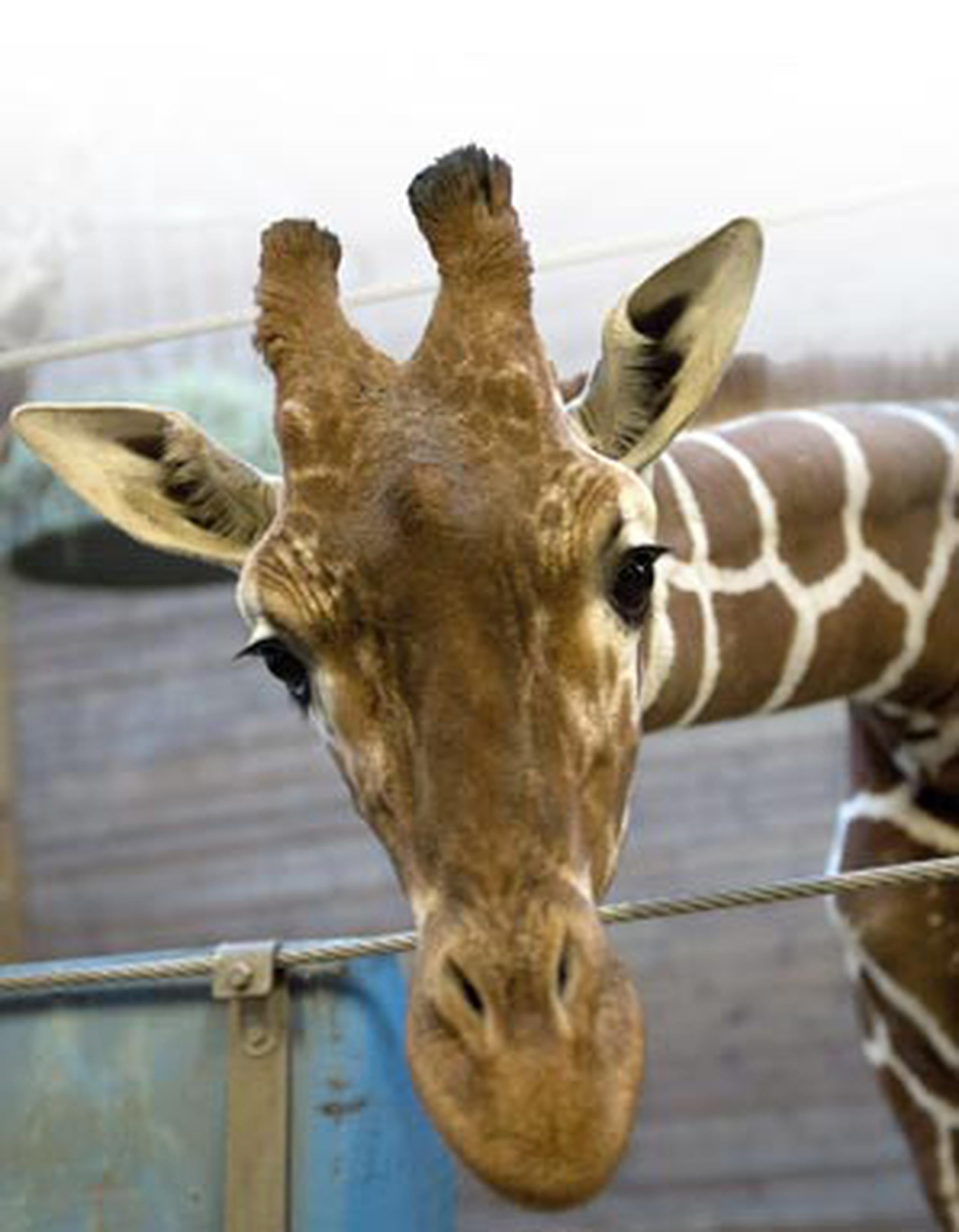 La jirafa Marius, un macho, fue sacrificada con una pistola neumática. (AFP/Scanpix Denmark/Kasper Palsnov)