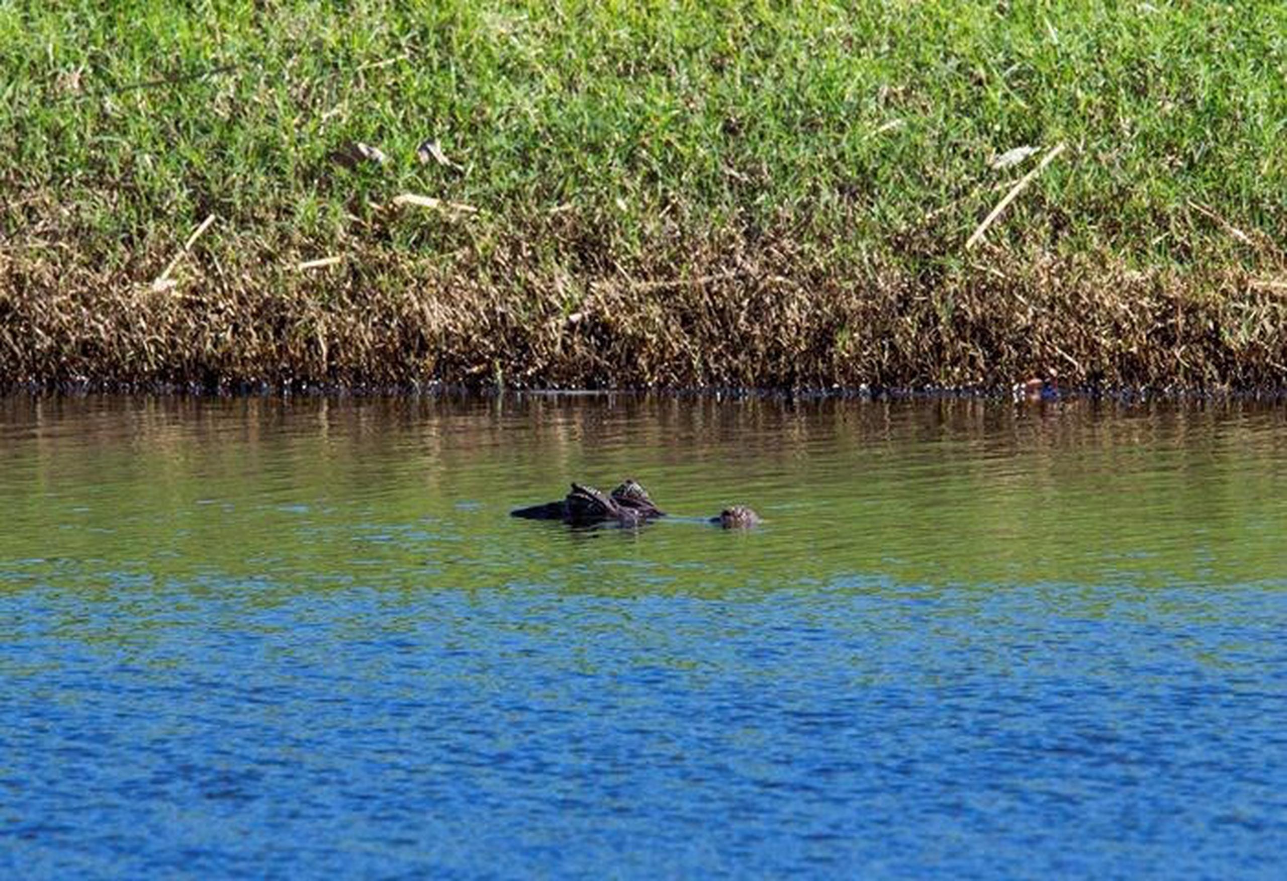 Caimanes aterran familia en Cabo Rojo Primera Hora