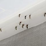 Liberarán semanalmente 1.5 millones de mosquitos infectados con Wolbachia en Ponce