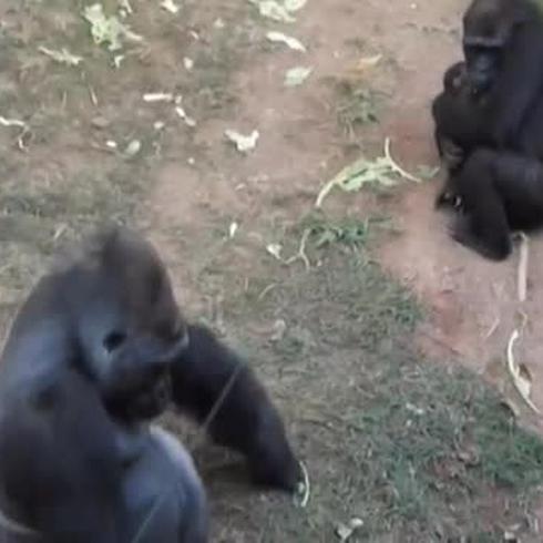 Nace en Brasil la primera cría de gorila de Suramérica