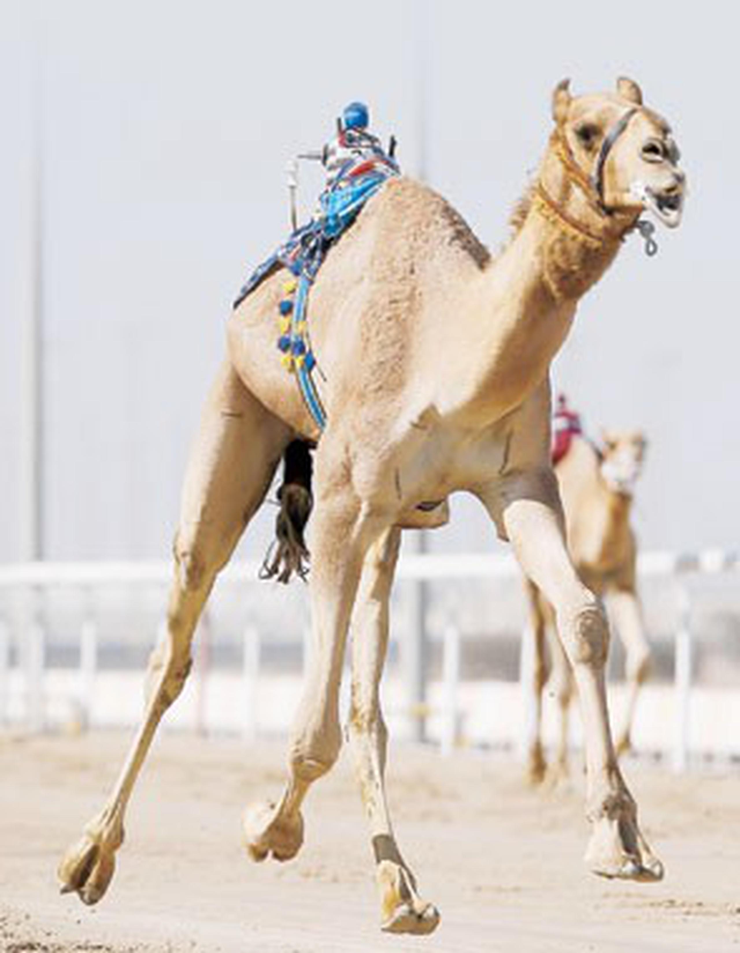 El camello pesaba 700 kilos. (Archivo)
