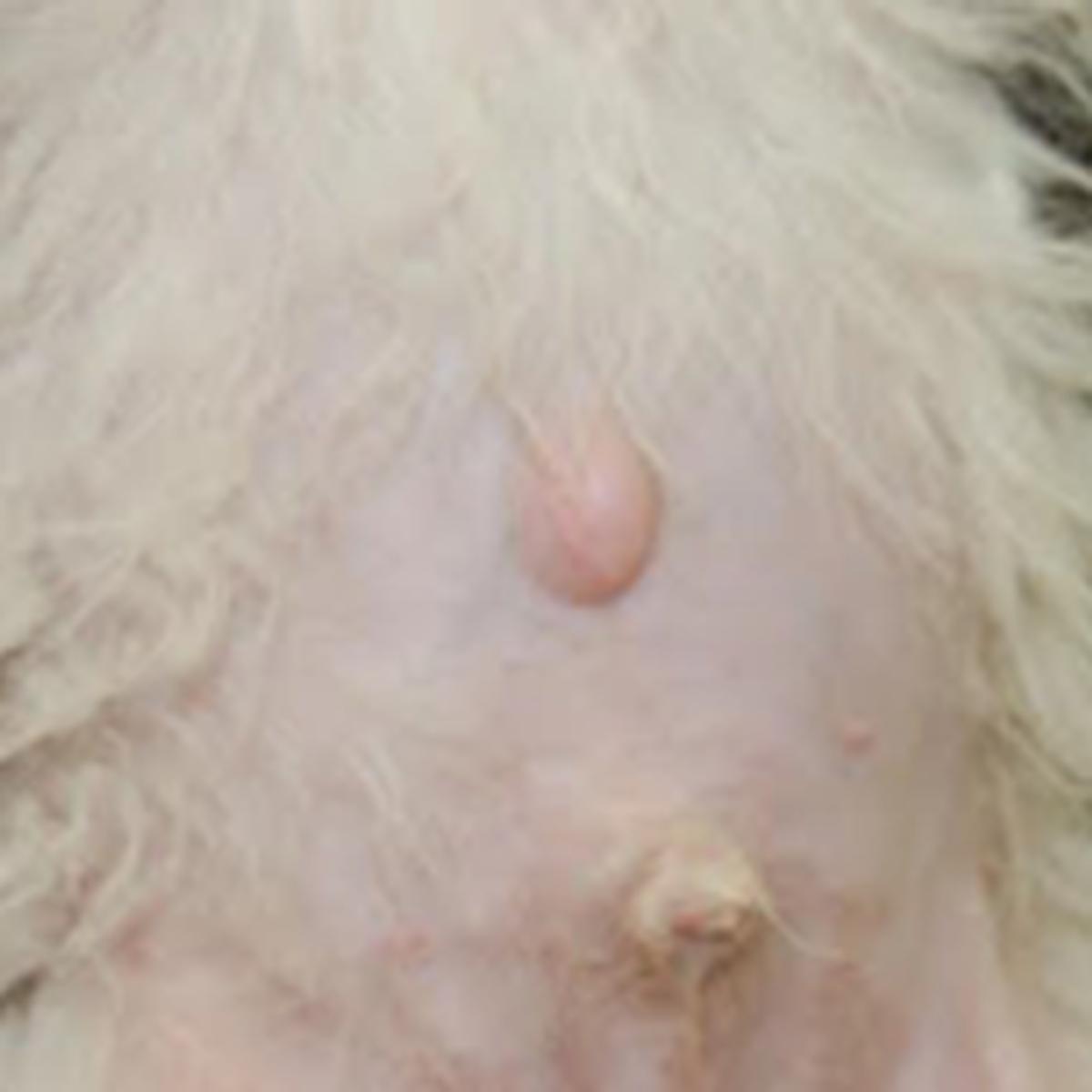 Bolos estante No hagas Las hernias en los perros - Primera Hora