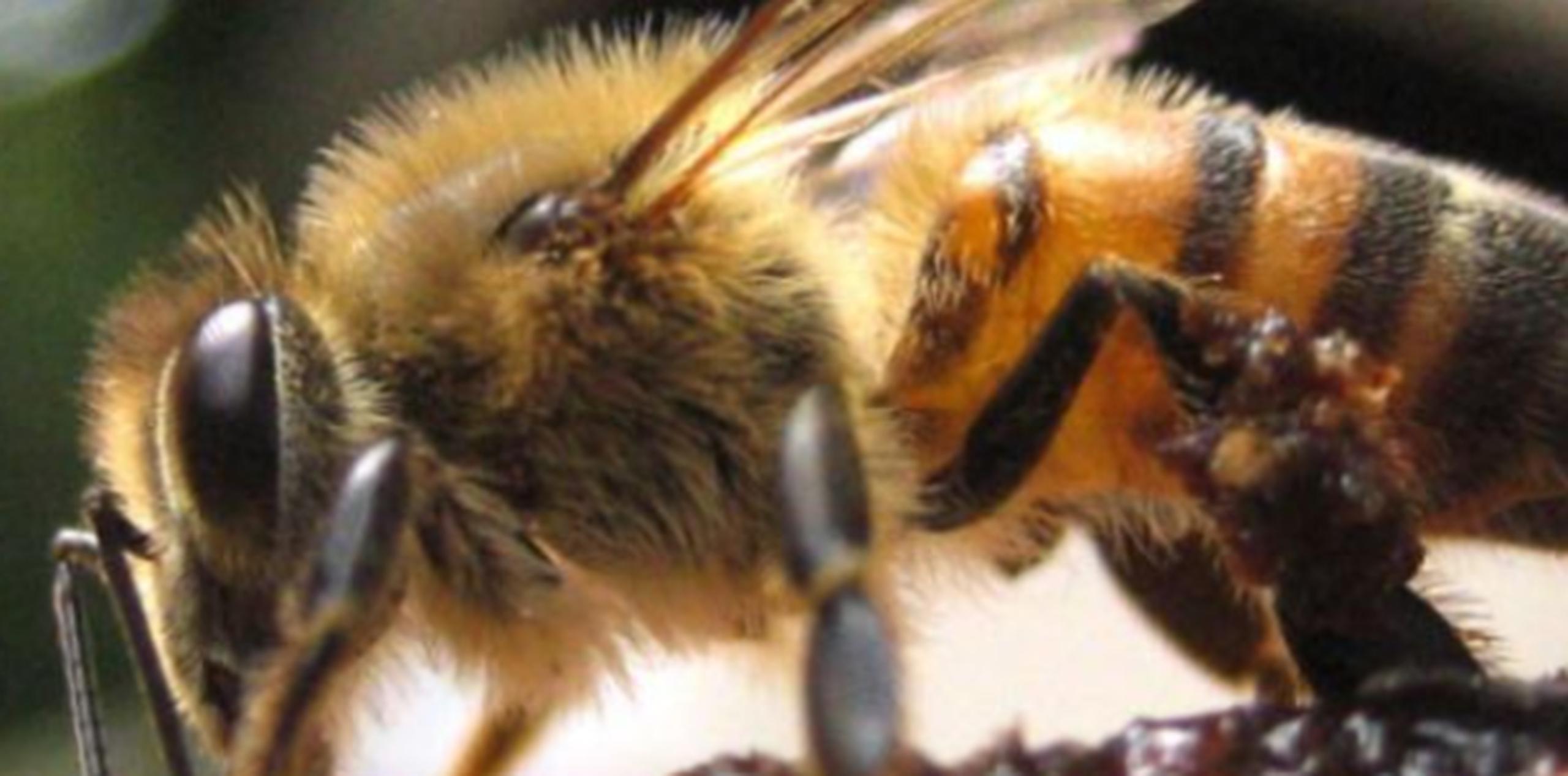El octagenario había llamado al 911 avisando de abejas dentro de su casa. (Archivo)