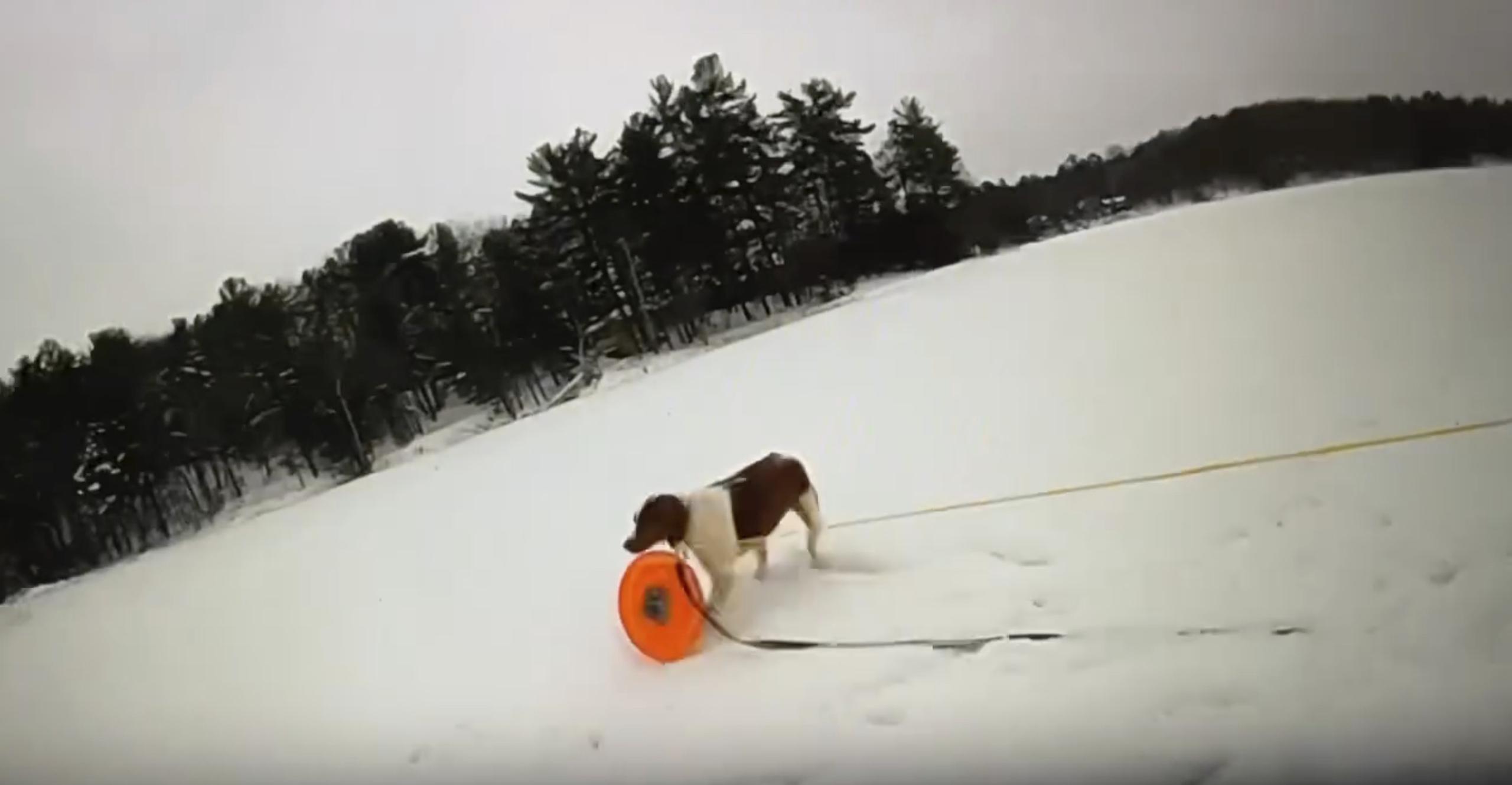 Esta imagen tomada de un video proporcionado por la Policía Estatal de Michigan muestra a la perra de nombre Ruby que sujeta el disco de rescate amarrado a una cuerda.