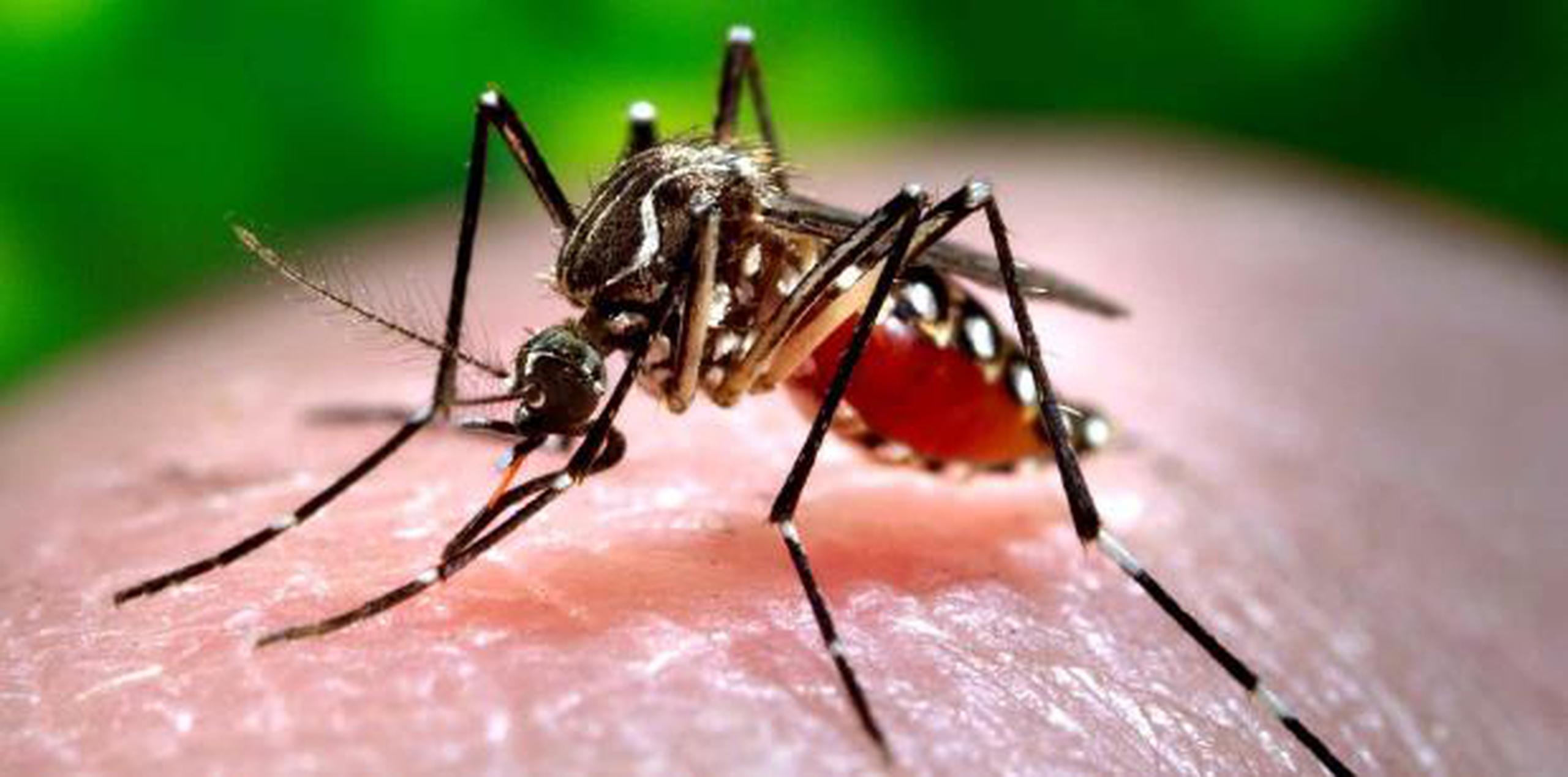 Cerca de 80 personas se contagian con dengue cada día en Nicaragua, el país con mayor incidencia de esta enfermedad en el continente americano, según las autoridades. (Archivo)
