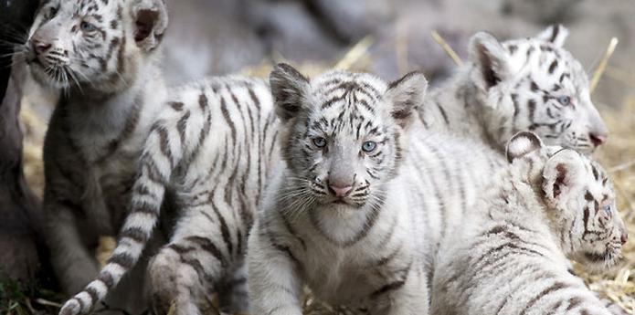 Nacen Cuatrillizos De Tigre De Bengala En Buenos Aires Primera Hora