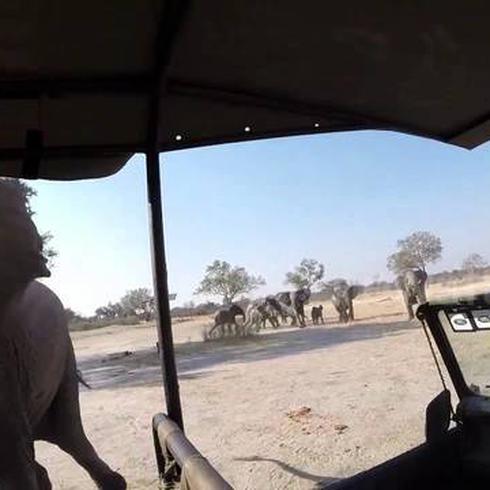 Mira cómo este elefante ataca a turistas  
