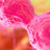 Los genes responsables del cáncer de seno