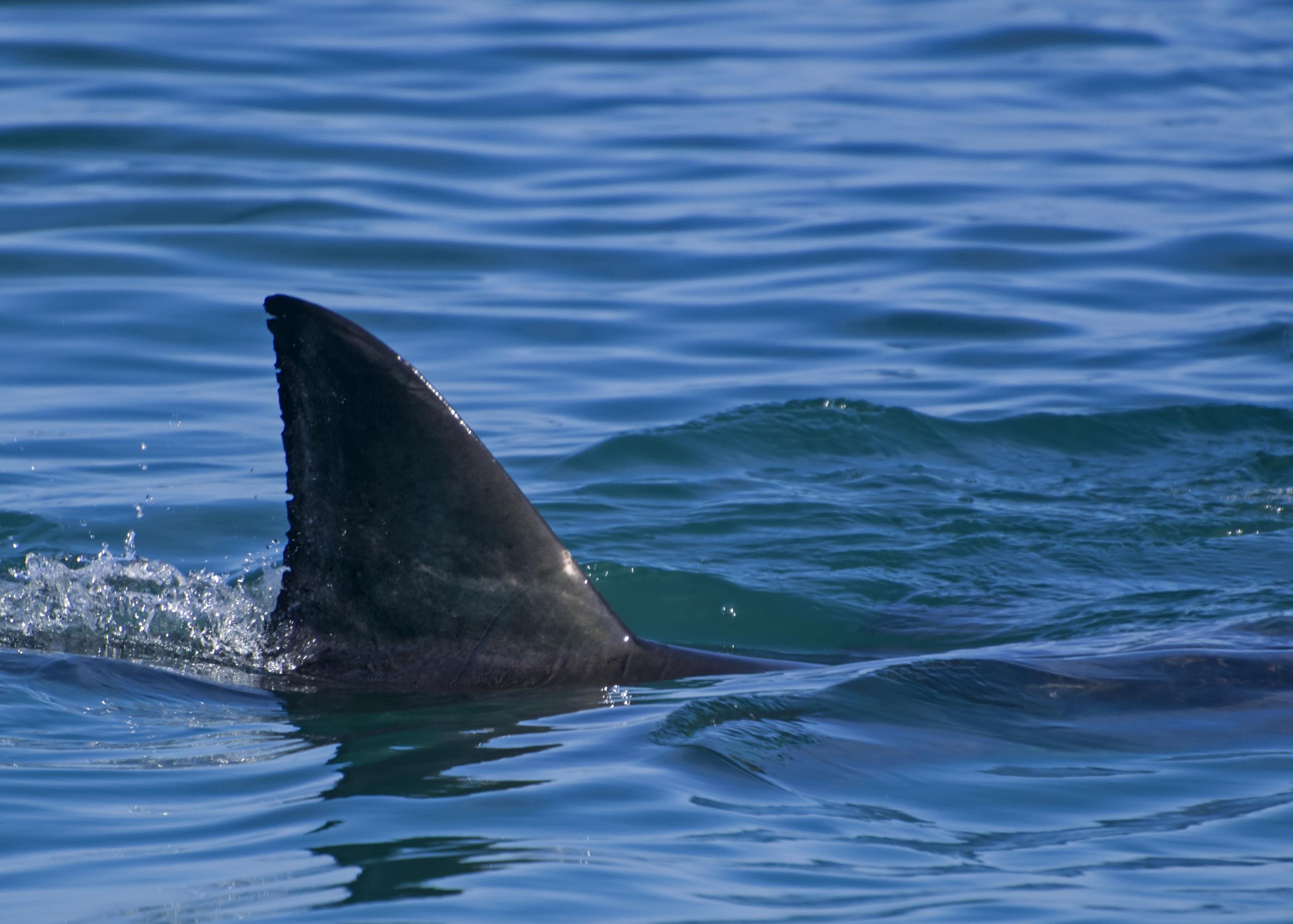 Las playas de Florida suelen ser escenario de ataques de tiburones, una de las últimas registrada en diciembre pasado.