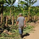 Grace podría afectar las plantaciones de plátanos, guineo y café