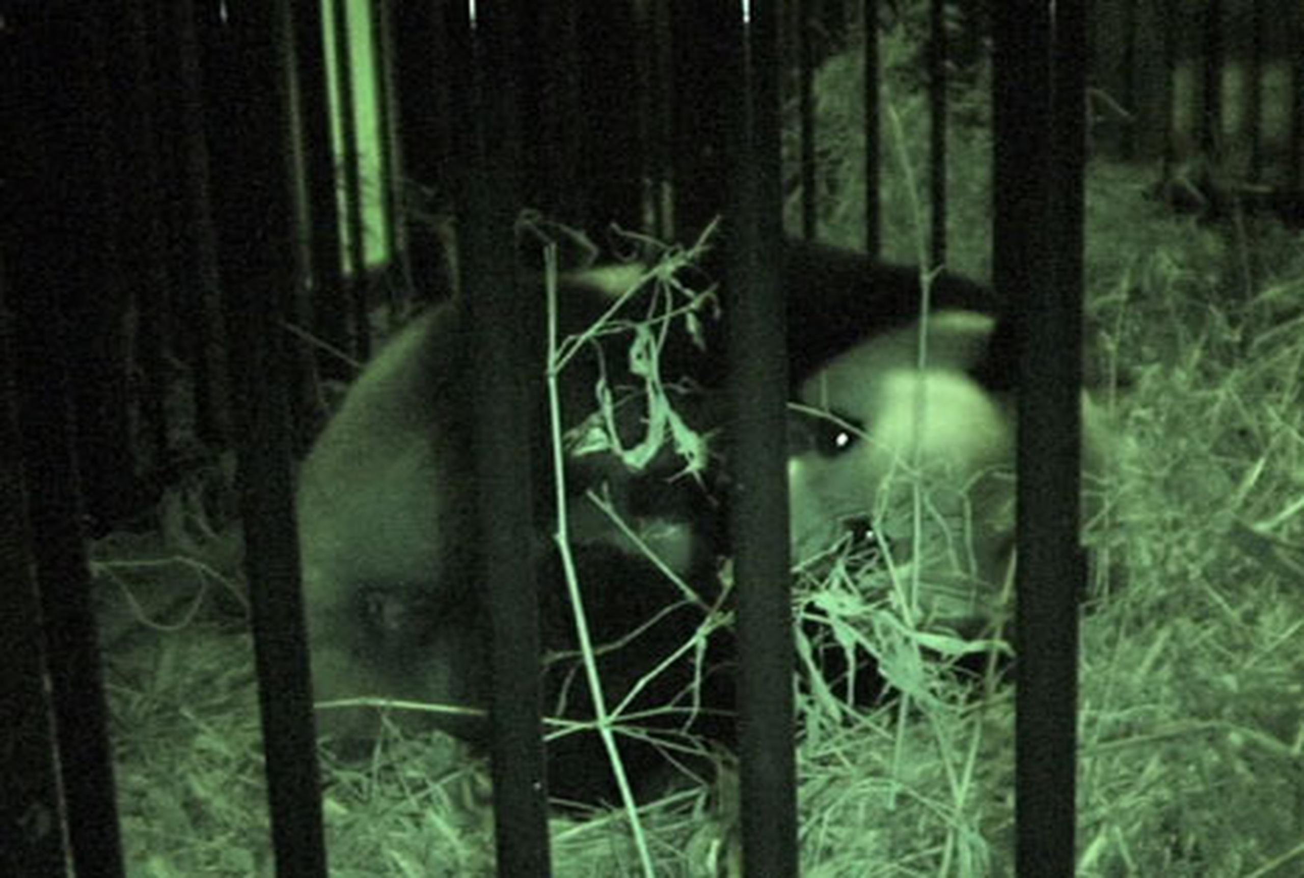 La cría, de la que aún se desconoce el sexo, y su madre, la panda gigante Shin Shin, se encuentran en buen estado, indicó un portavoz del parque zoológico de Ueno. (AP)