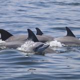 Hallan un delfín muerto a tiros en las costas de Luisiana