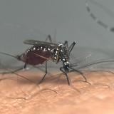 El Departamento de Salud reporta la primera muerte por dengue del 2024 en Puerto Rico