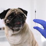 Vital vacunar a tu mascota