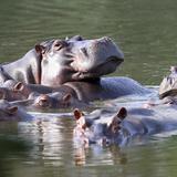 Hipopótamos se pasean por autopista de Colombia