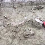 Hallan restos de elefantes de hace más de 12,000 años en Chile