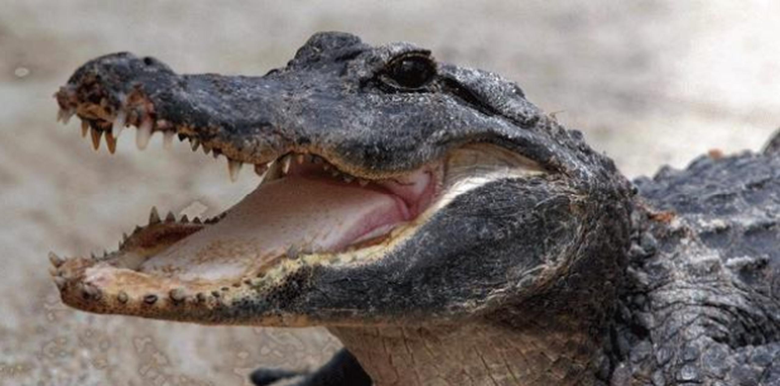 Este es el segundo caso de muerte por ataque de caimán en lo que va de año en Florida. (Archivo)