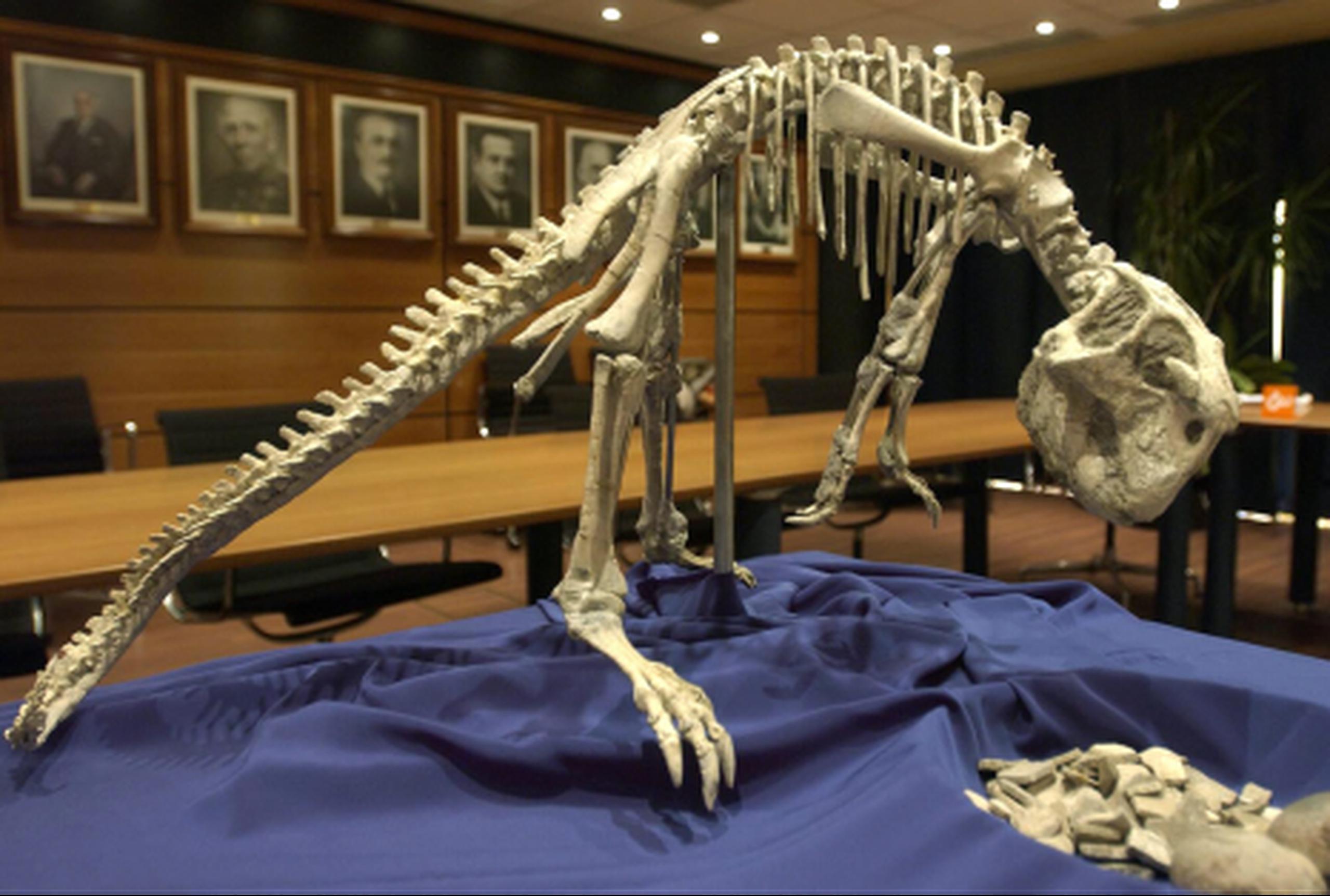 Un fósil de un "dinosaurio loro", de nombre científico "Psittacosaurus mongoliensis", procedente del desierto del Gobi, en Mongolia, donde vivió hace 120 o 130 millones de años. (Archivo)