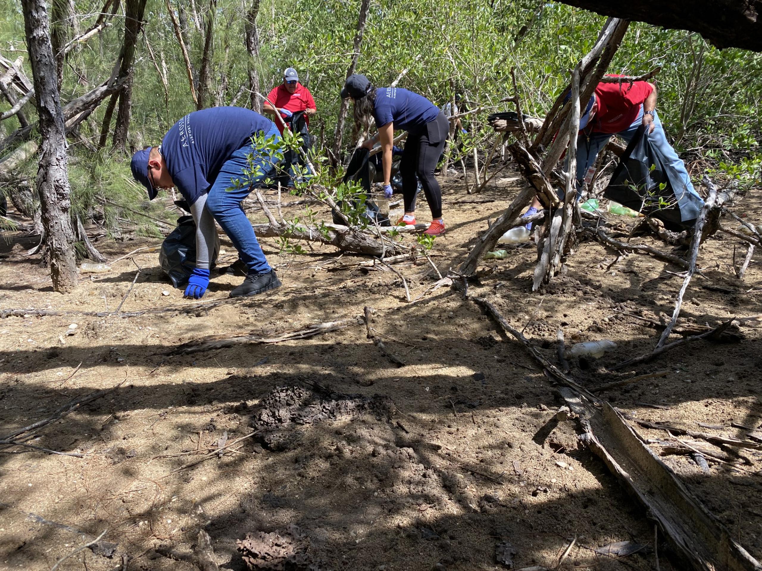 Una treintena de empleados y voluntarios comenzaron el pasado sábado la limpieza de dos acres de árboles grandes y maduros de mangle que fueron destruidos por el huracán María.