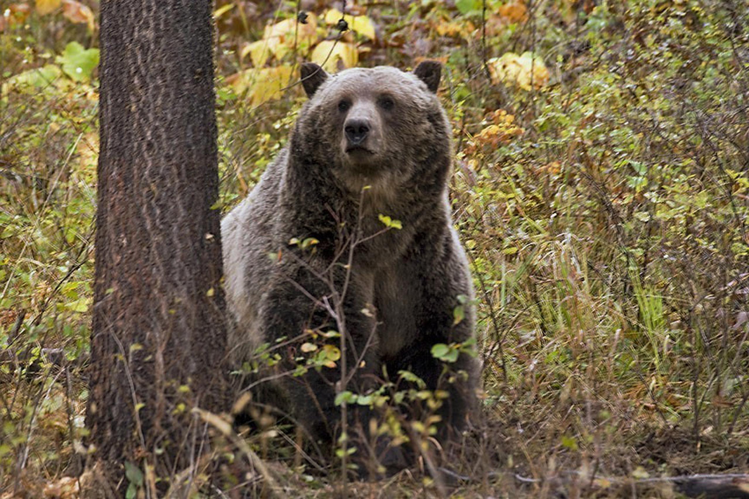 Un oso grizzly cerca de Camas, en el noroeste de Montana.