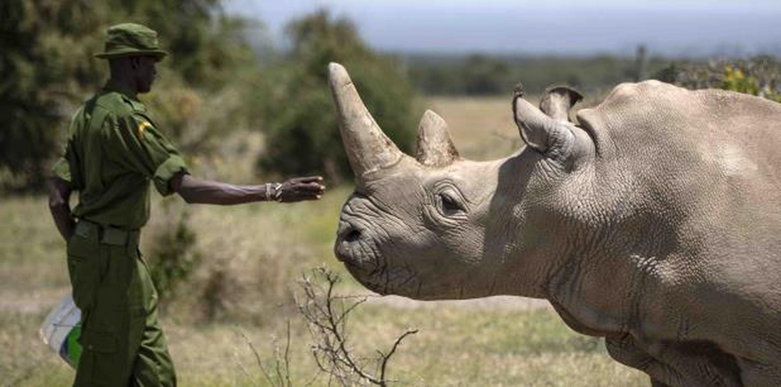 Las dos rinocerontes blancas norteñas, Najin (en la foto) y Fatu, se encuentran en Kenia. Los tres embriones viables fueron creados con huevos de Fatu. (AP)