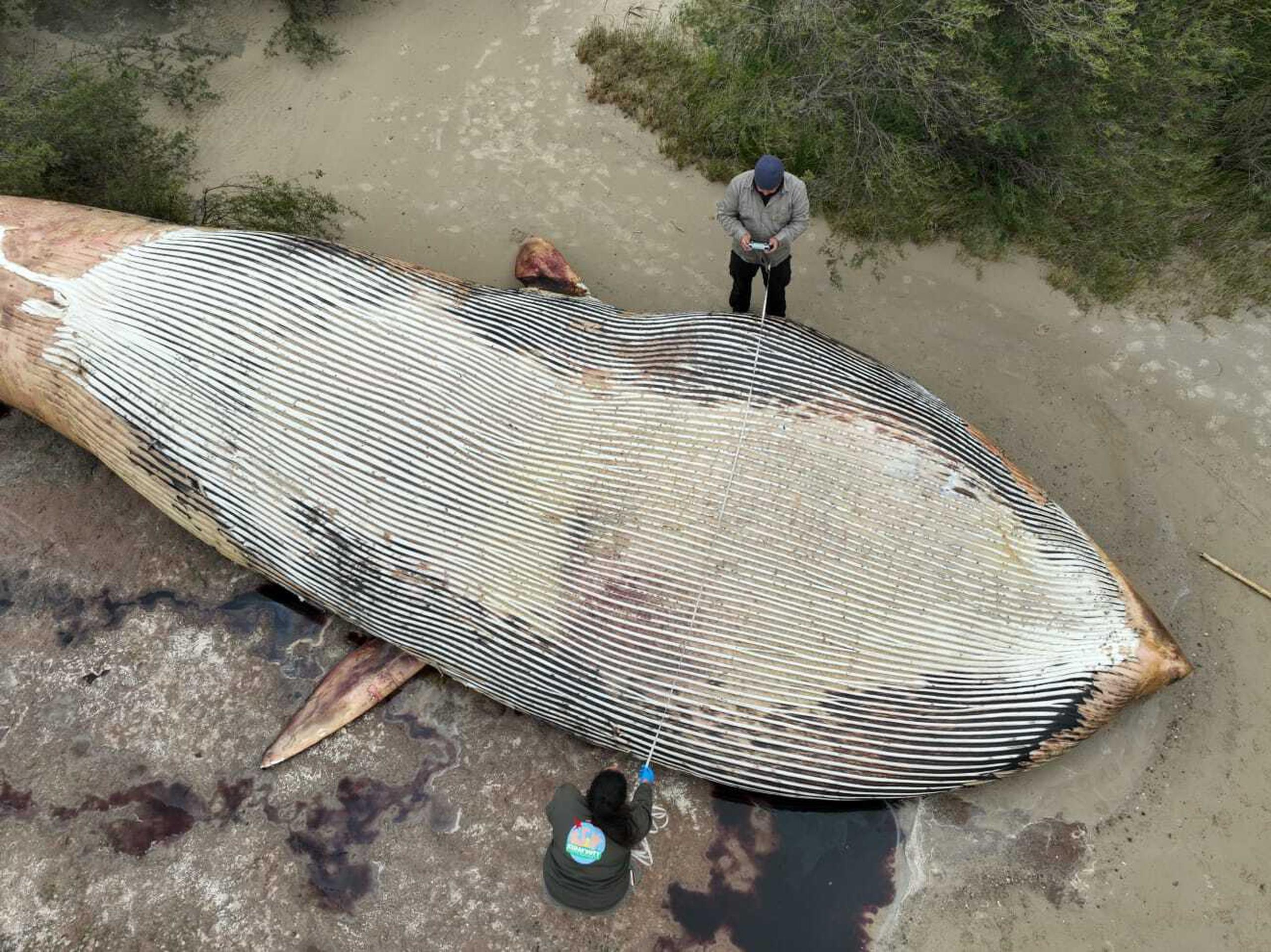 La presencia de ballenas azules en Uruguay es poco común.
