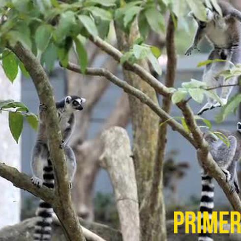 Nuevos animales en el zoológico de Puerto Rico