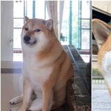 Murió Cheems, el perrito más viral de internet