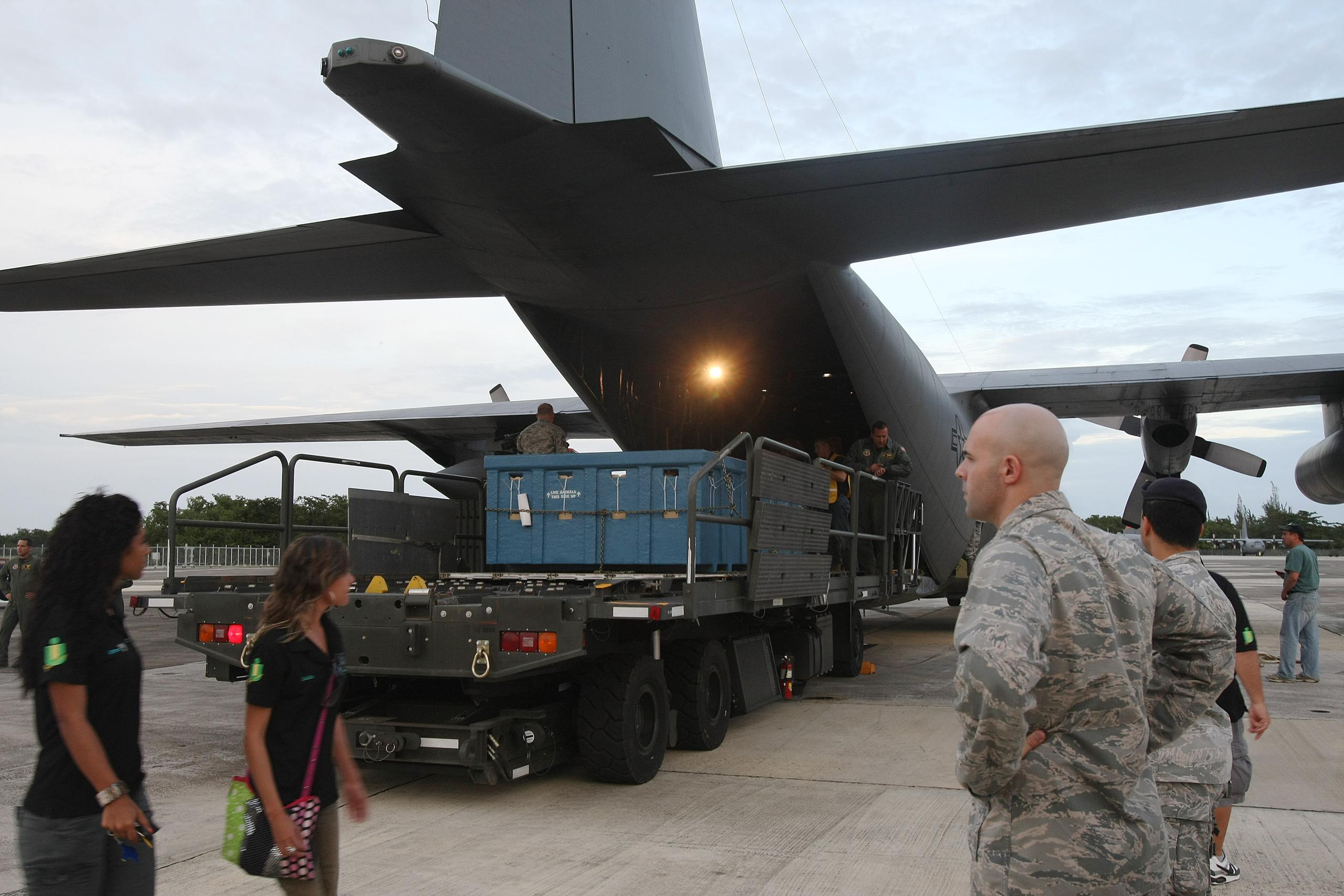 El manatí Guacara llegó a la base Muñiz en el 2010 en un avión de la  Guardia Nacional.