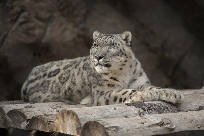 Ramil, un leopardo de las nieves, descansa en su reciento en el Zoológico de San Diego.