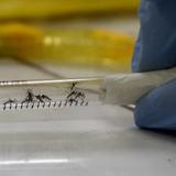 Cura contra pulgas en mascotas podría prevenir zika en personas