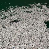 Miles de peces aparecen muertos en la costa sur de República Dominicana