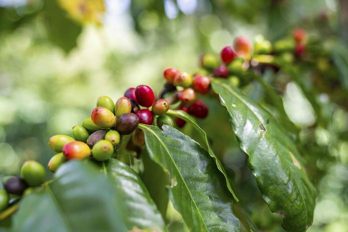 Colombia es el mayor productor mundial de café arábigo suave lavado y de su actividad devengan el sustento unas 540,000 familias campesinas.