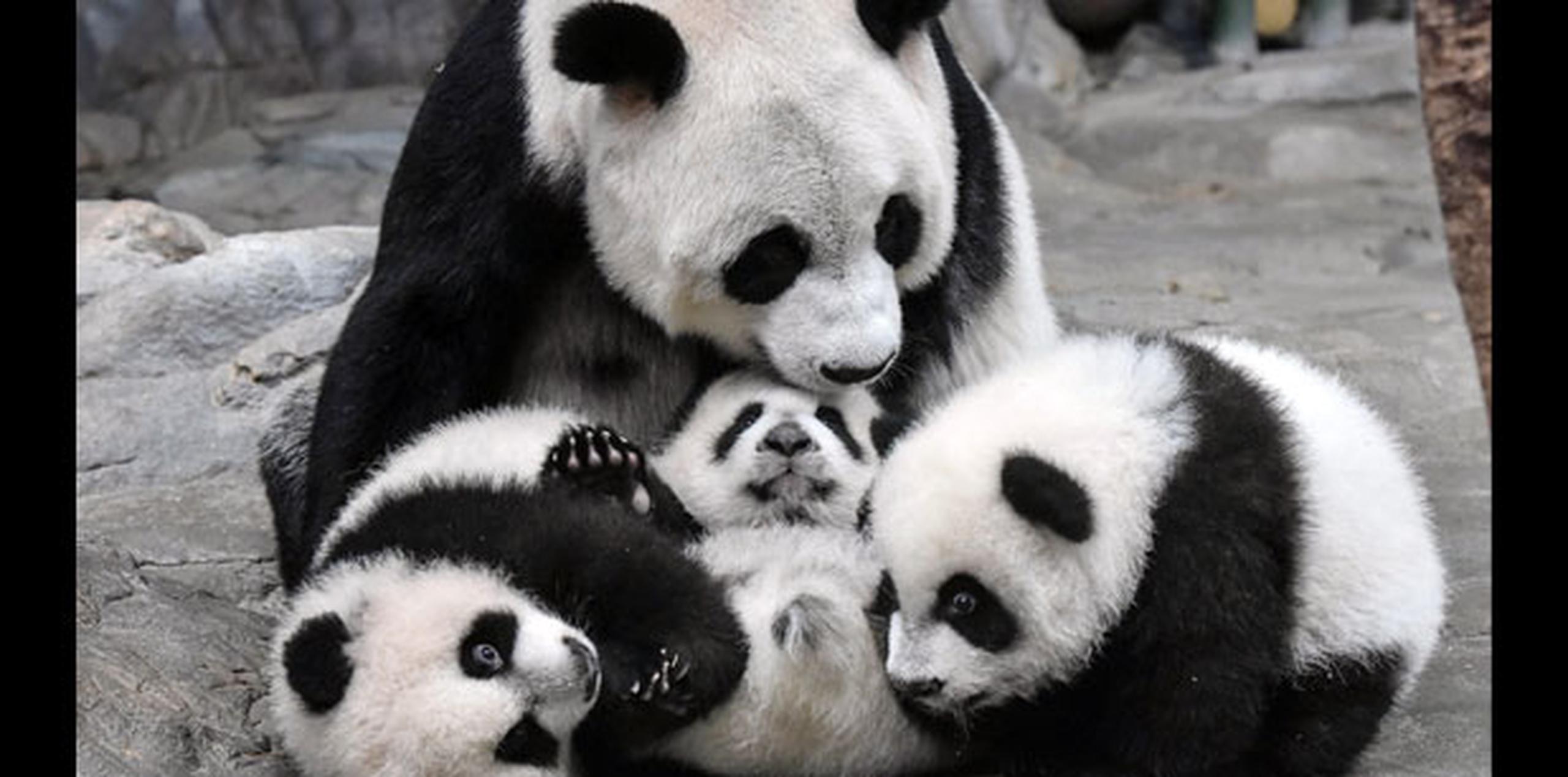 Los bebés ya se han convertido en las grandes estrellas del zoo Chimelong Safari Park de Cantón, desde su llegada al recinto un mes atrás, cuando se reencontraron con su madre Juxiao, la única panda gigante que ha dado luz a trillizos vivos. (AP)